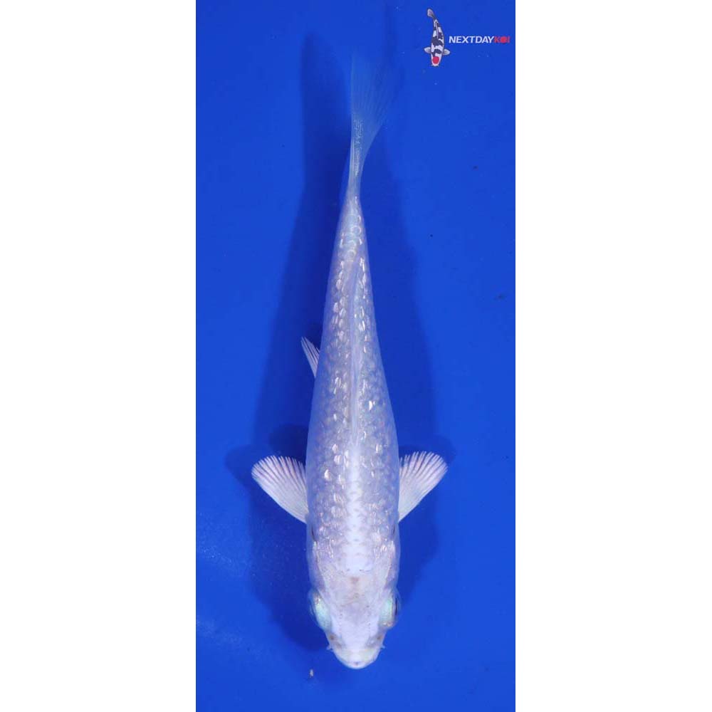 3.5” Imported Gin Rin Platinum Ogon
