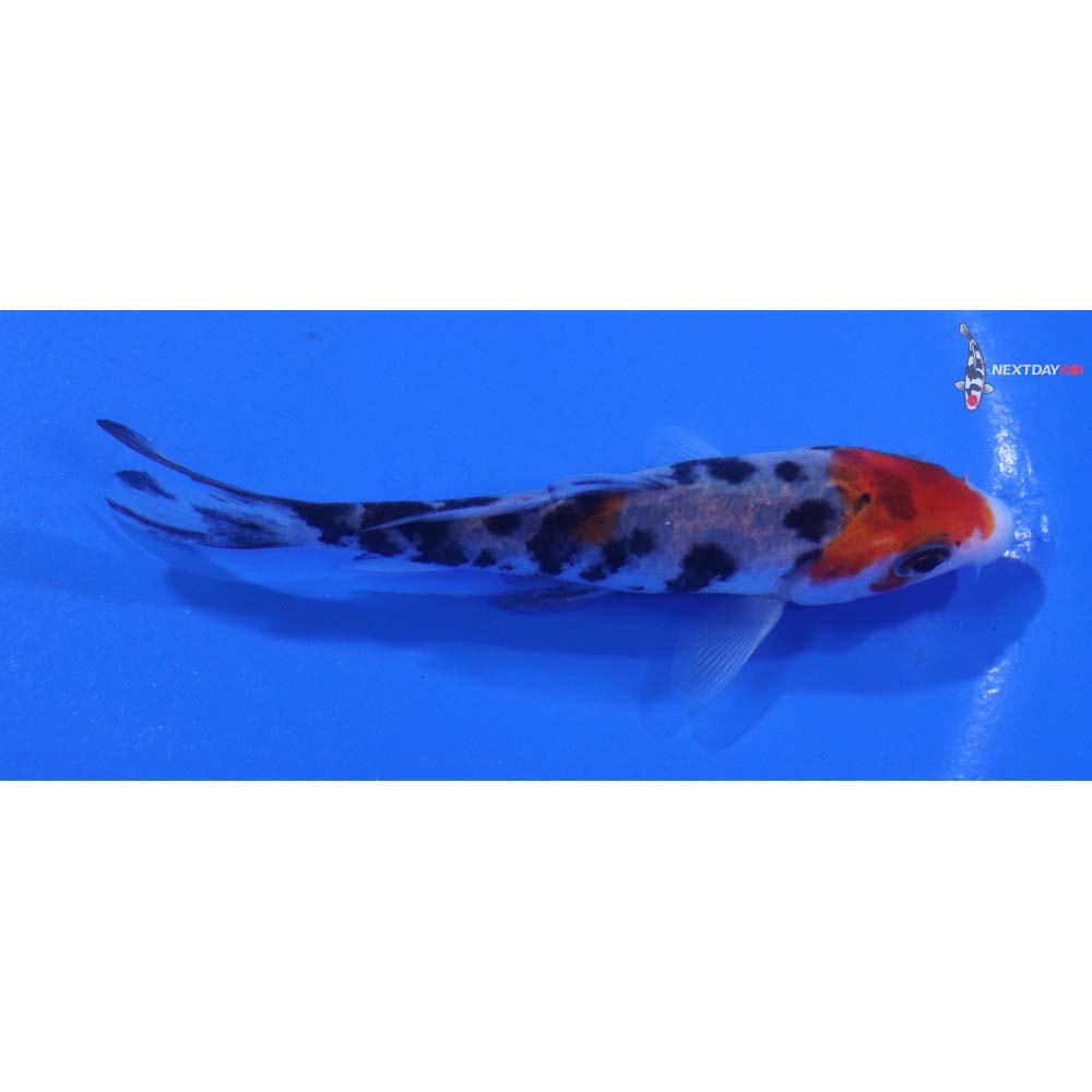 3.5” Imported Sanke