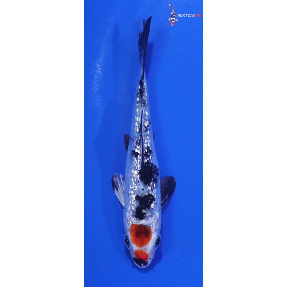 3.5” Imported Gin Rin Yamato Nishiki