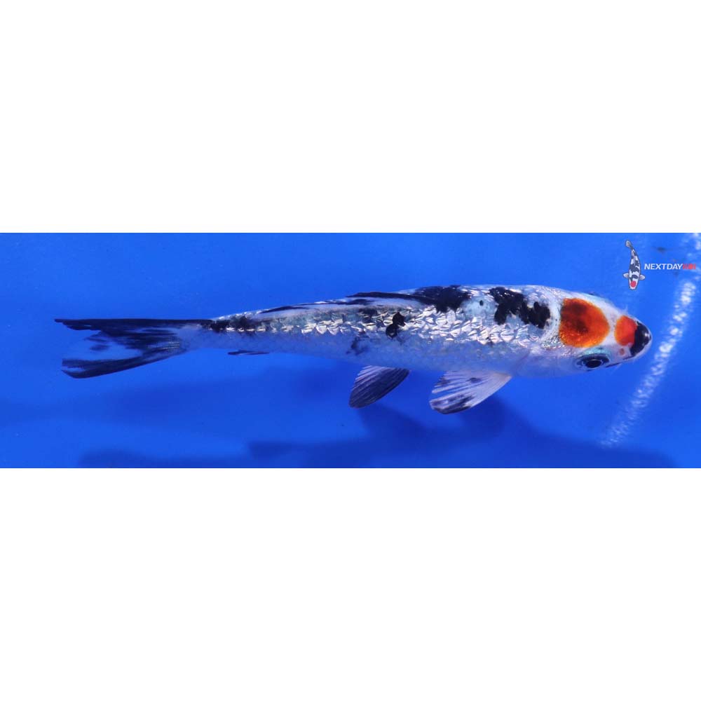 3.5” Imported Gin Rin Yamato Nishiki