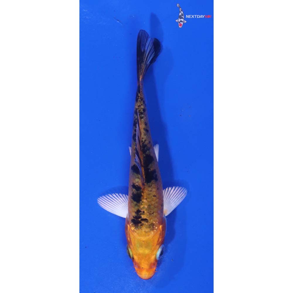 3” Imported Yamato Nishiki