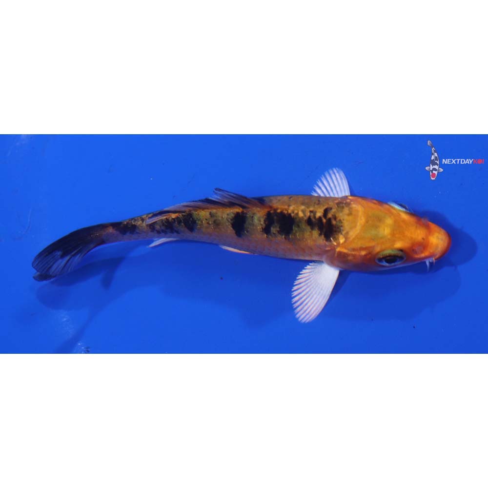 3” Imported Yamato Nishiki