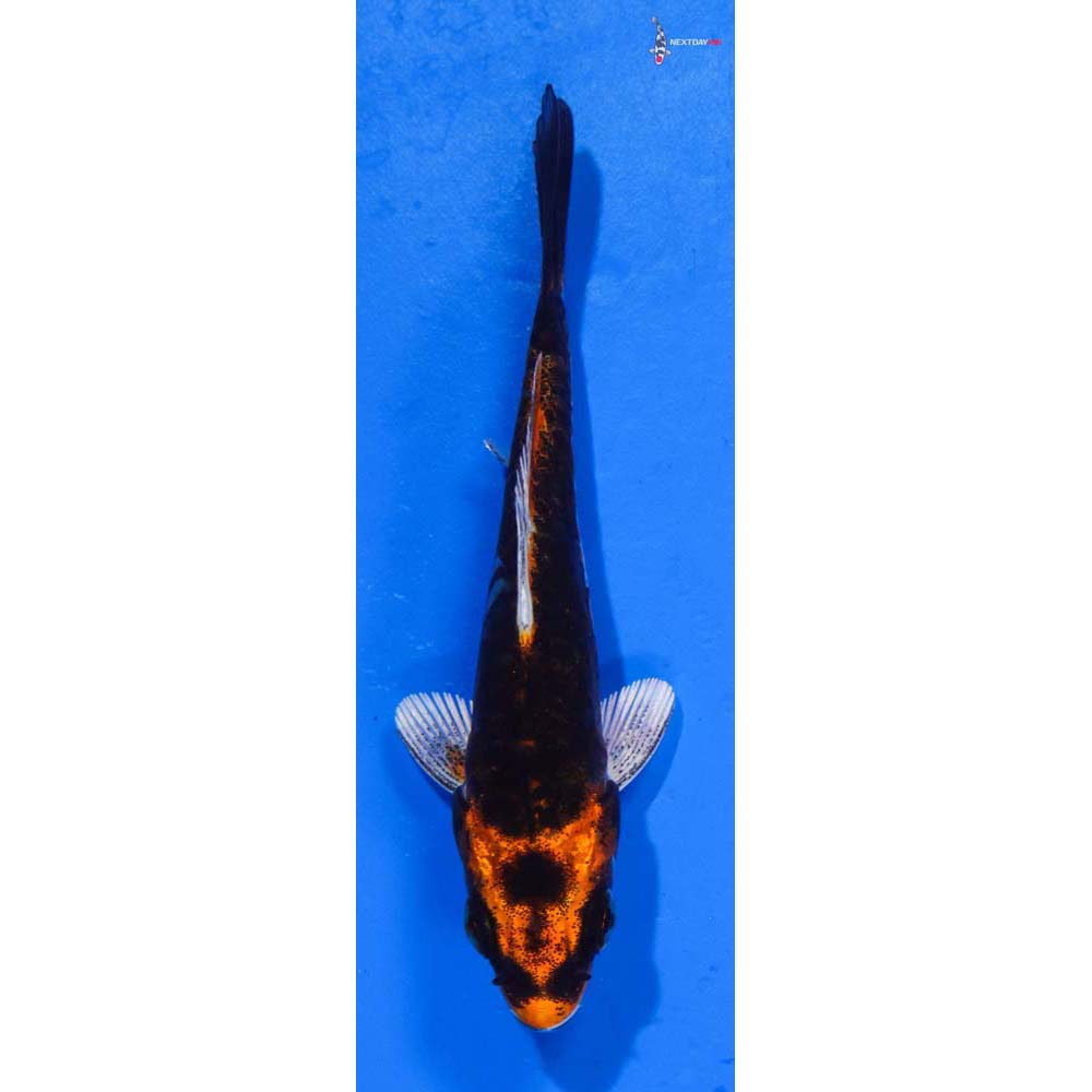 3” Imported Kin Kikokuryu