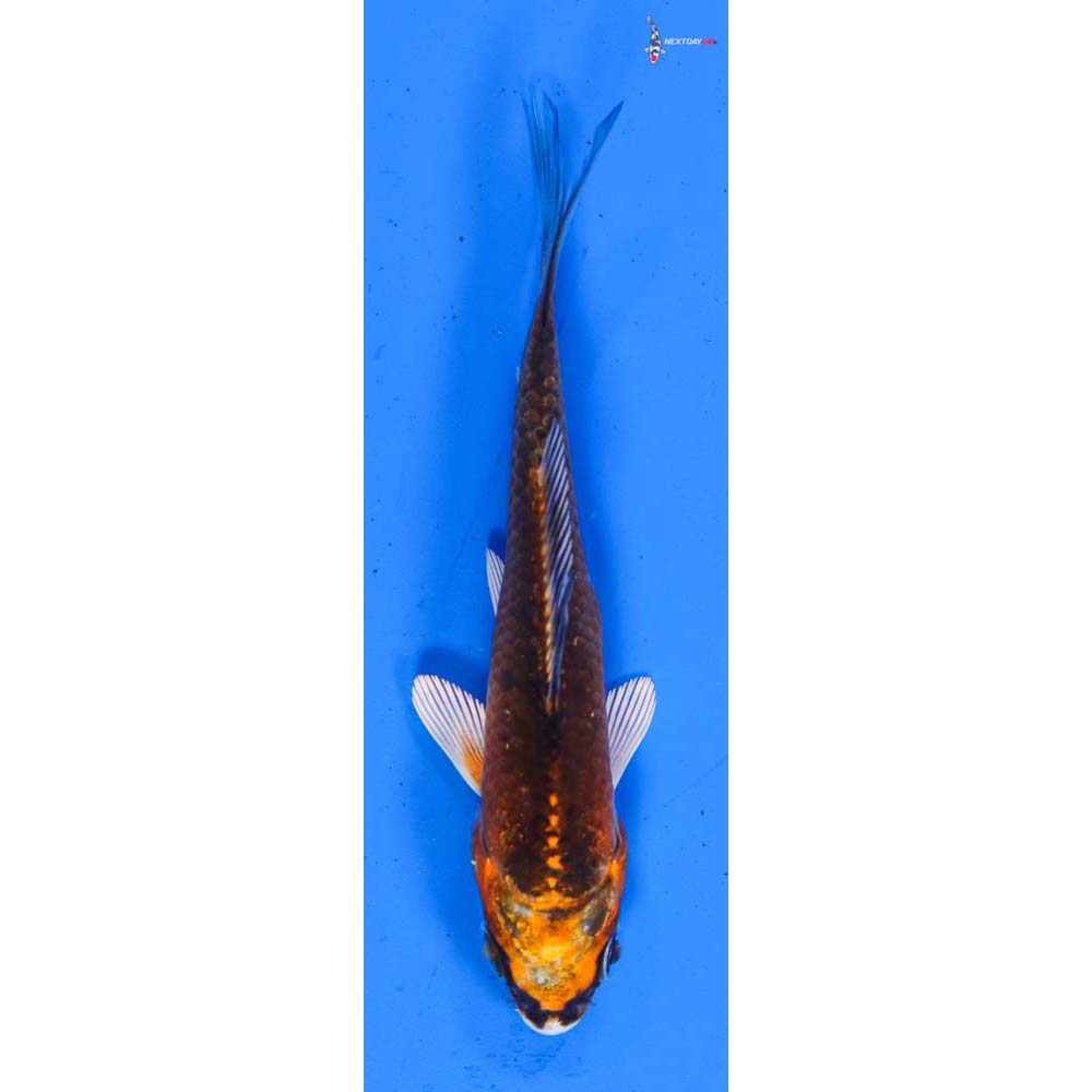 3” Imported Kujaku
