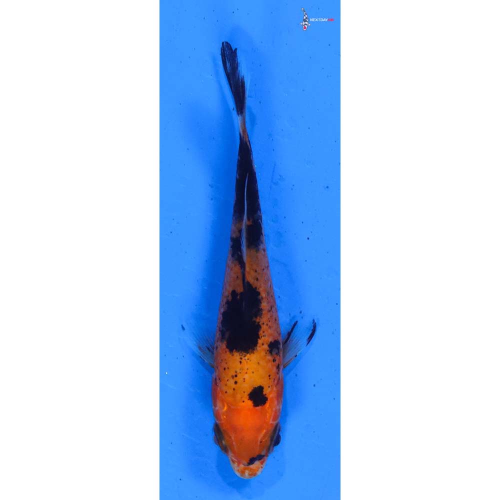3” Imported Aka Bekko