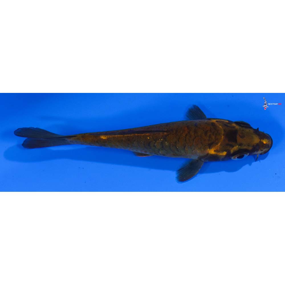 3.5” Imported Armor Scaled Orenji Matsuba