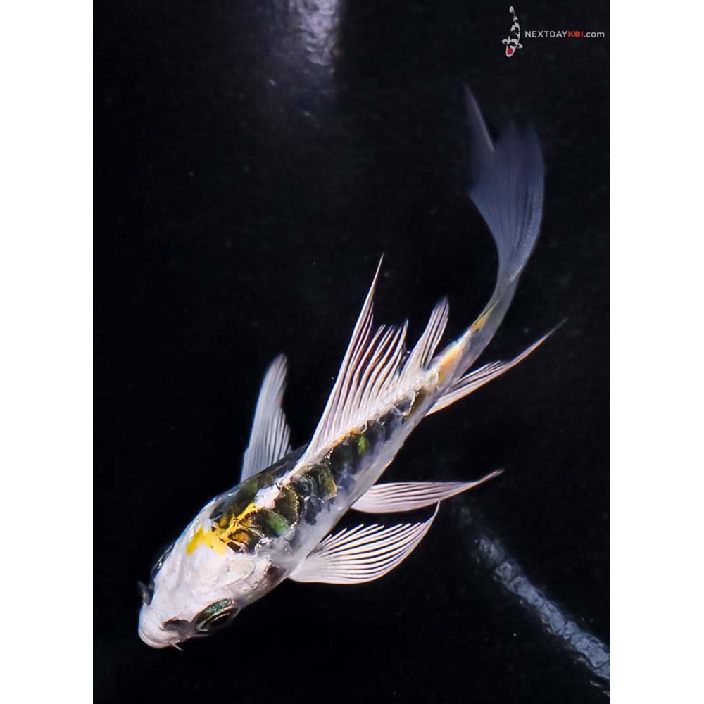 3” Imported Doitsu Kujaku Butterfly Koi