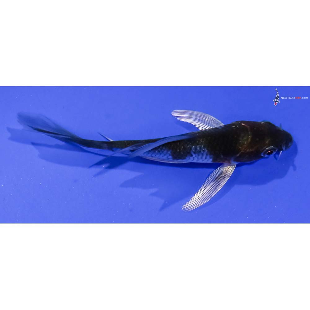 3.5” Imported Ochiba Shigure Butterfly Koi