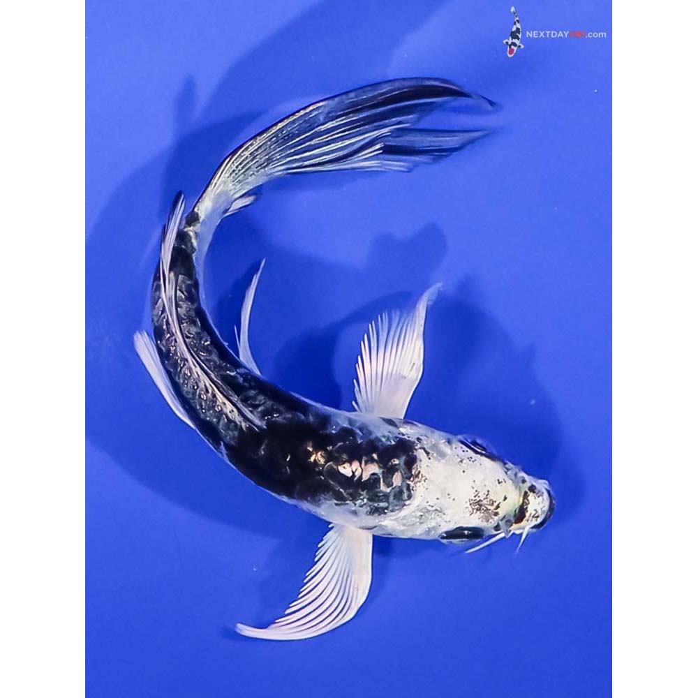 4” Imported Kikokuryu Butterfly Koi