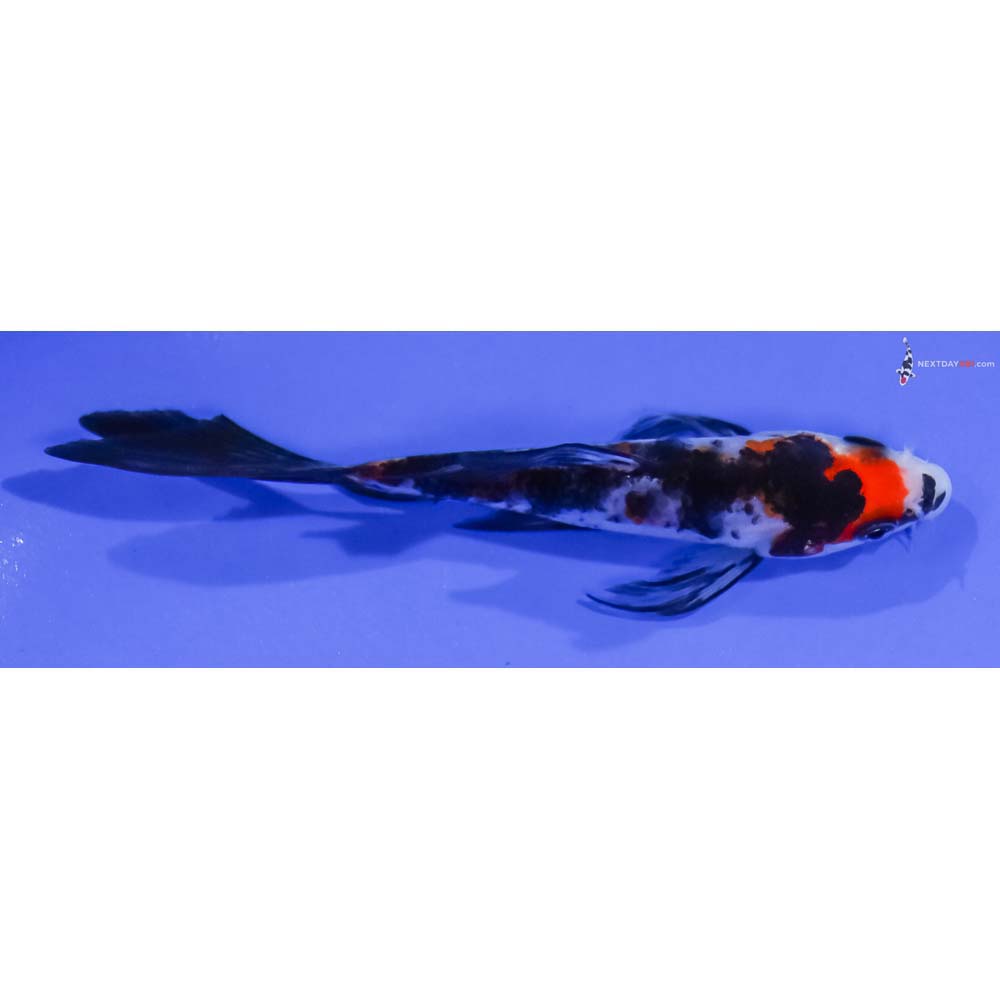 4.5” Imported Sanke Butterfly Koi