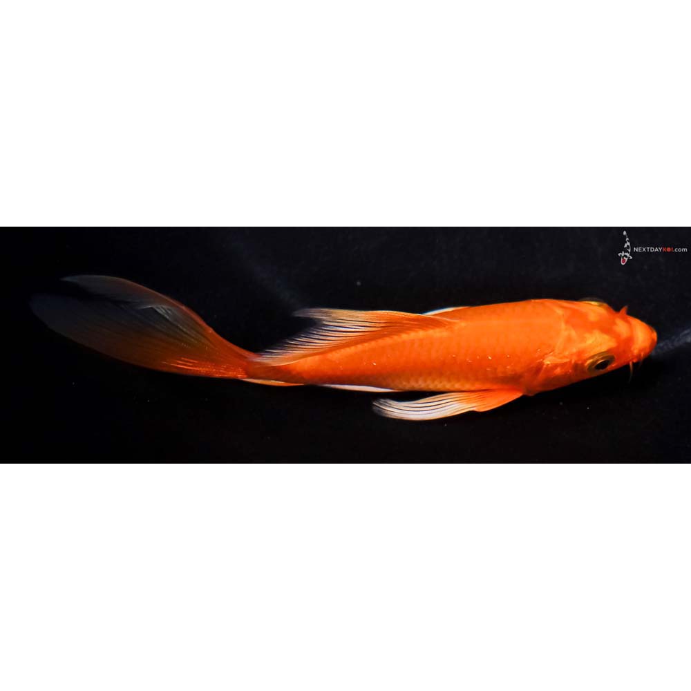 4.5” Imported Orenji Ogon Butterfly Koi
