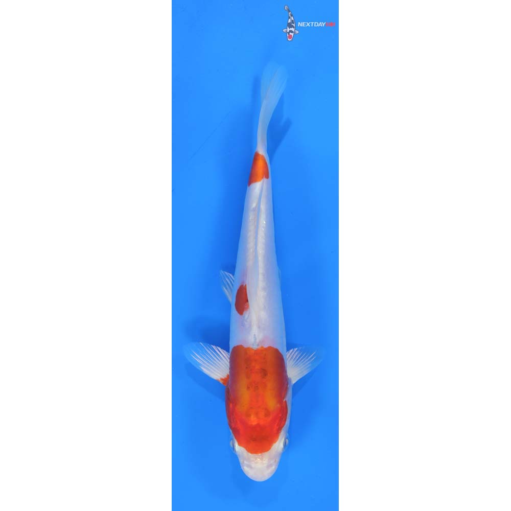 7.5” Imported Kikusui