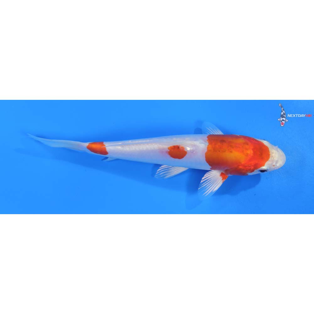 7.5” Imported Kikusui