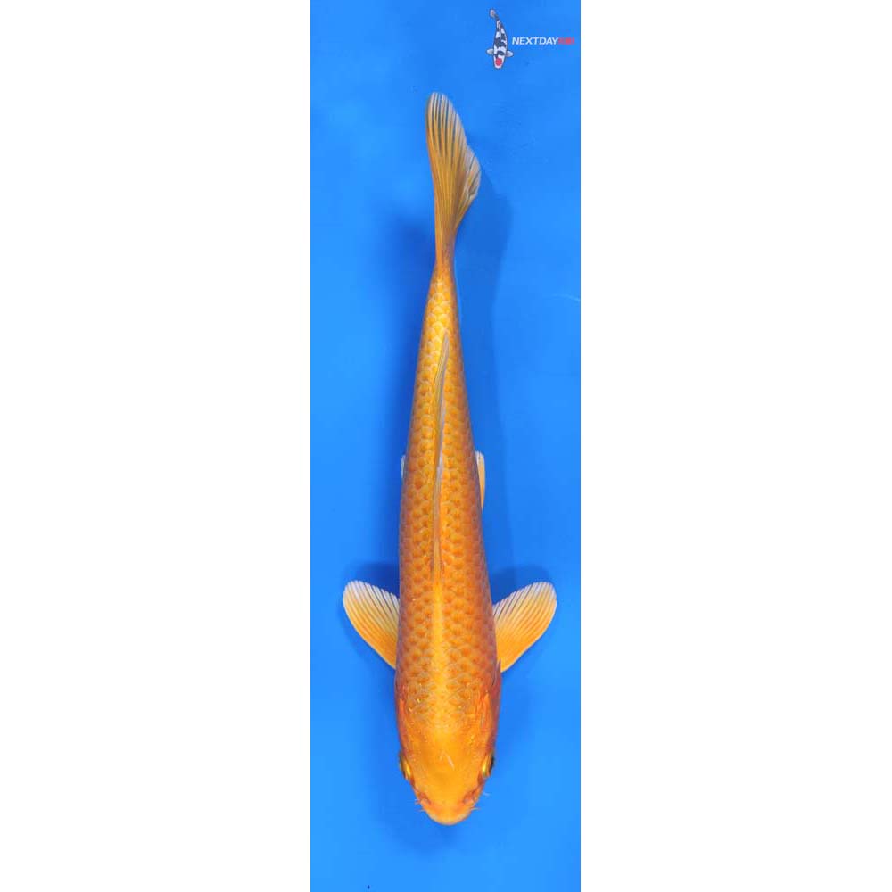 8” Imported Orenji Ogon
