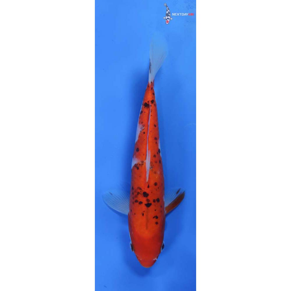 8” Imported Sanke