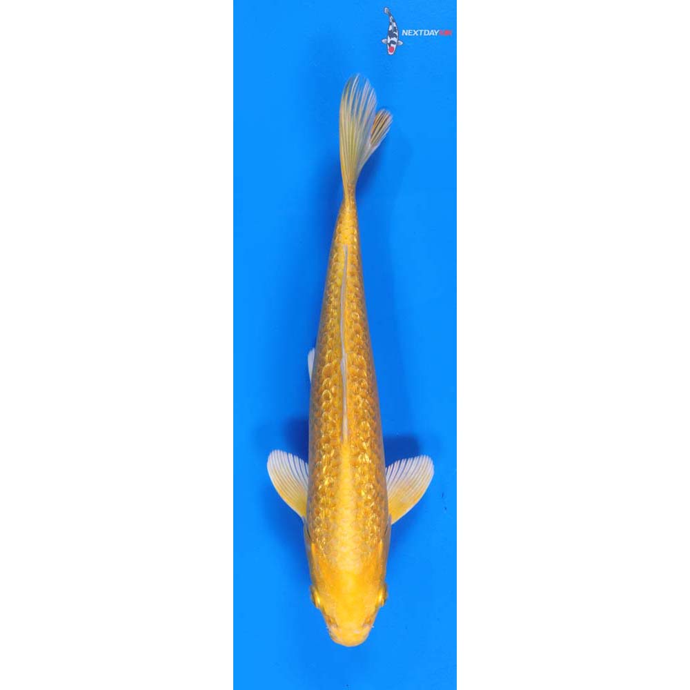 8” Imported Gin Rin Yamabuki Ogon