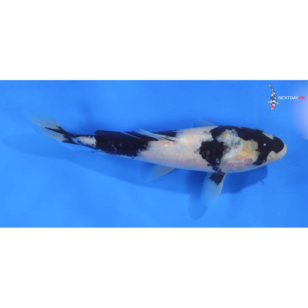 8” Imported Shiro Utsuri