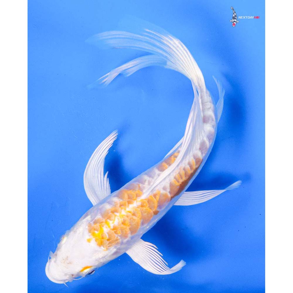 7” Imported Doitsu Lemon Hariwake Butterfly Koi
