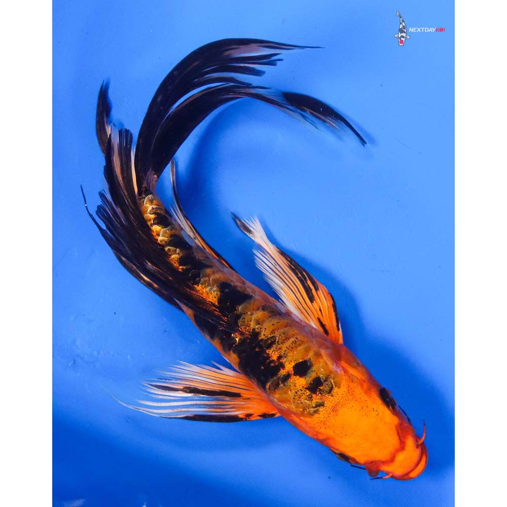 7” Imported Doitsu Kin Aka Bekko Butterfly Koi