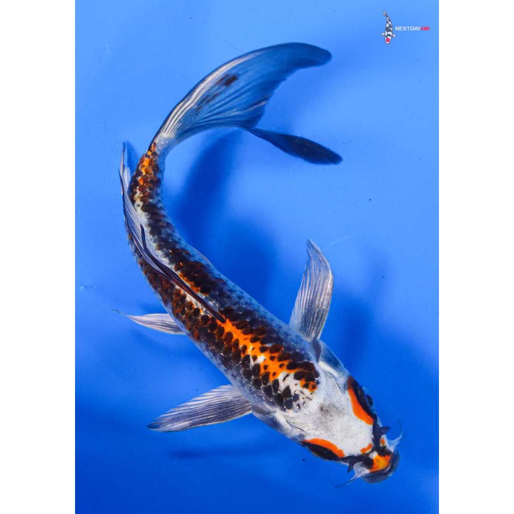 6.5” Imported Kujaku Butterfly Koi