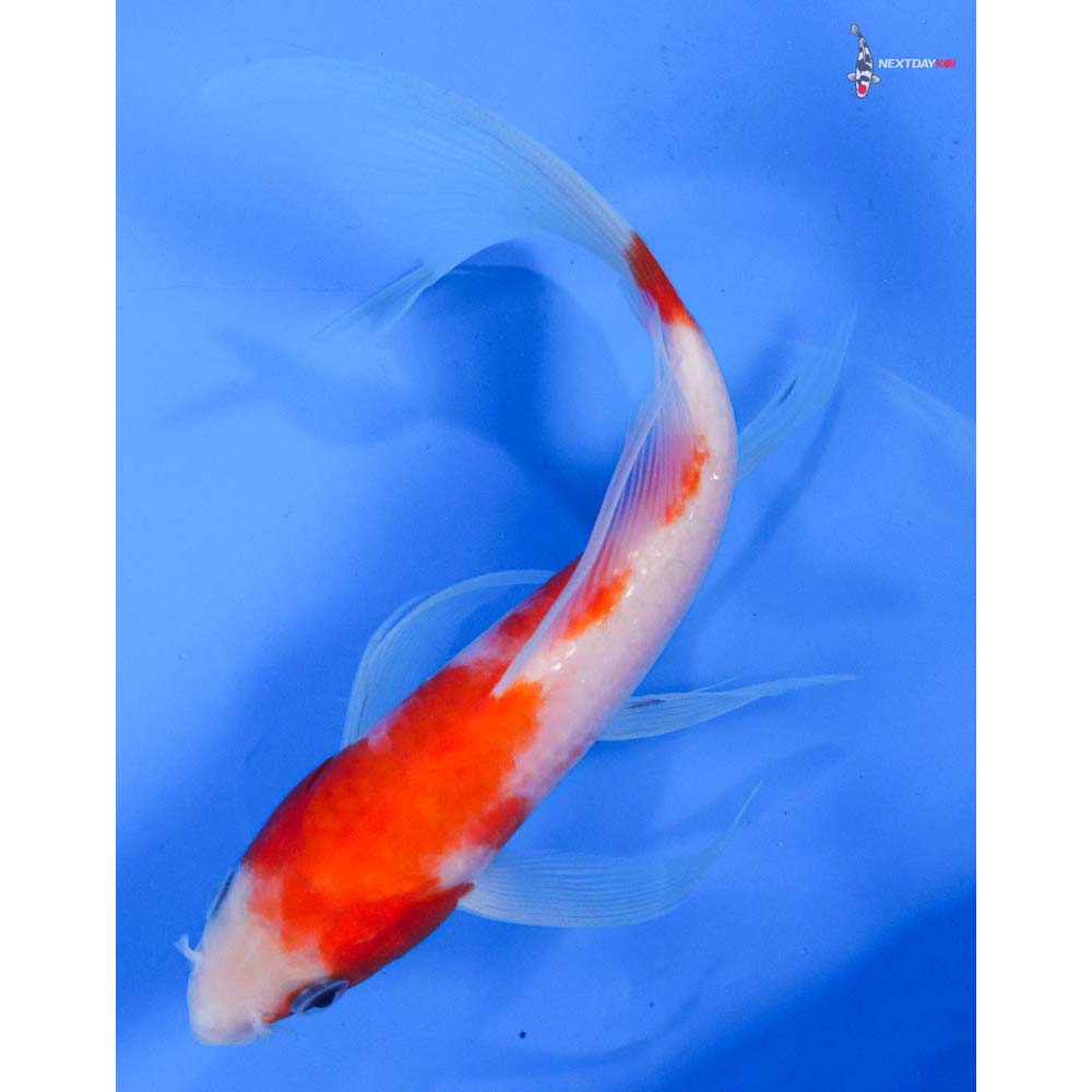 7” Imported Kohaku Butterfly Koi