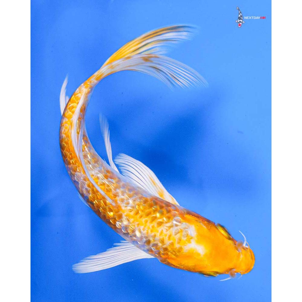 6.5” Imported Gin Rin Lemon Hariwake Butterfly Koi