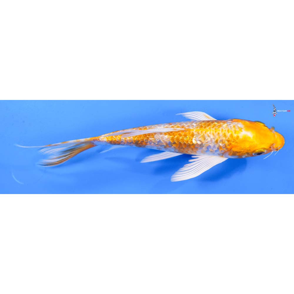 6.5” Imported Gin Rin Lemon Hariwake Butterfly Koi