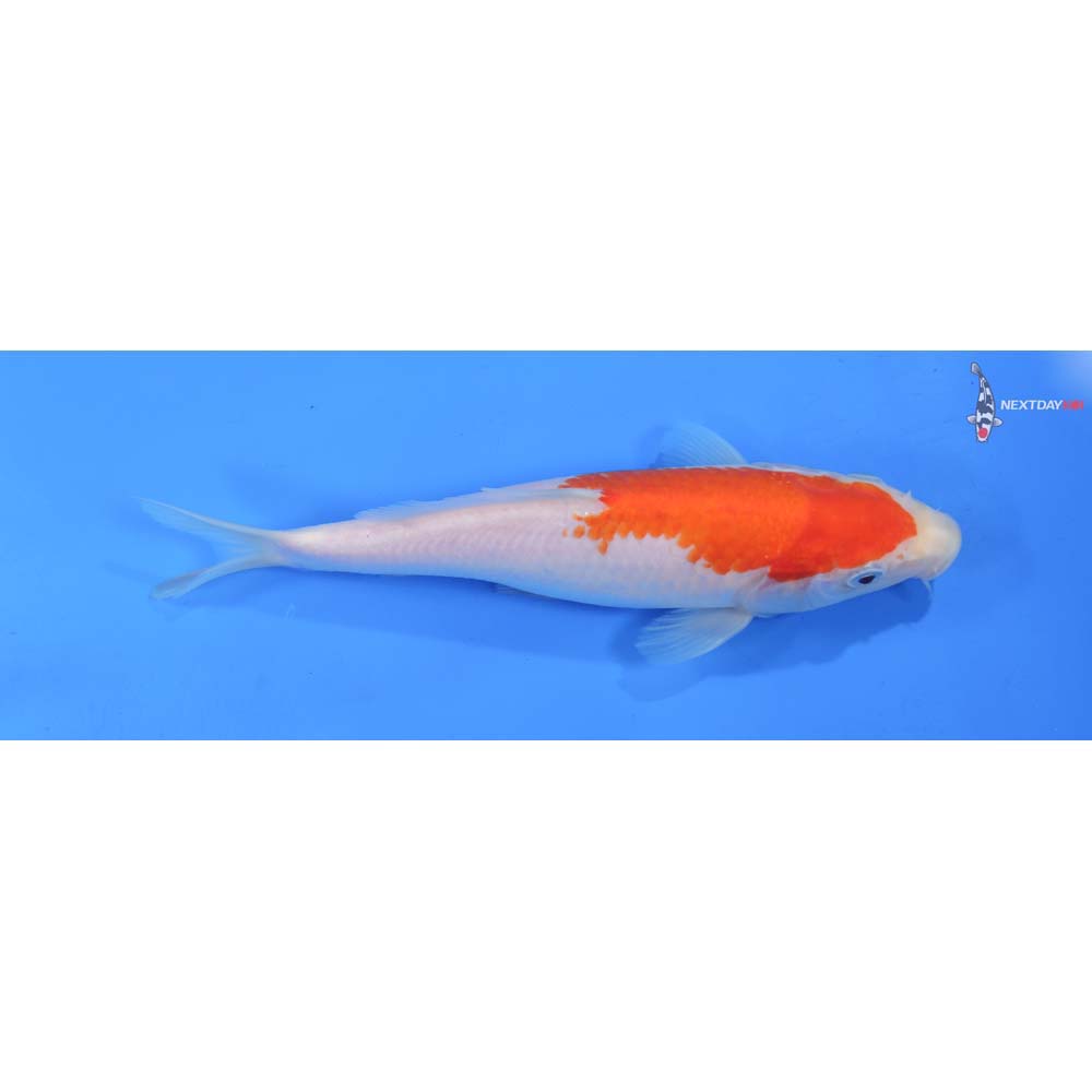 8” Imported Kohaku