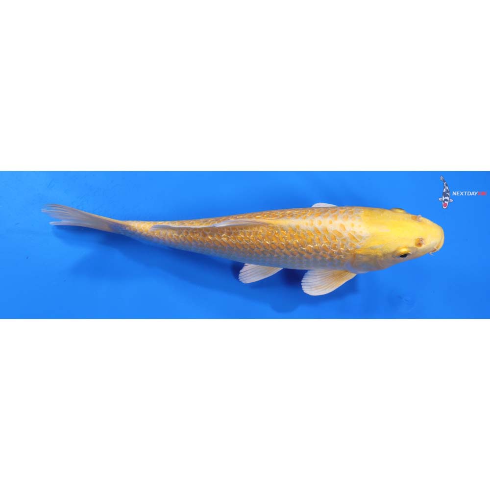 9” Imported Gin Rin Yamabuki Ogon