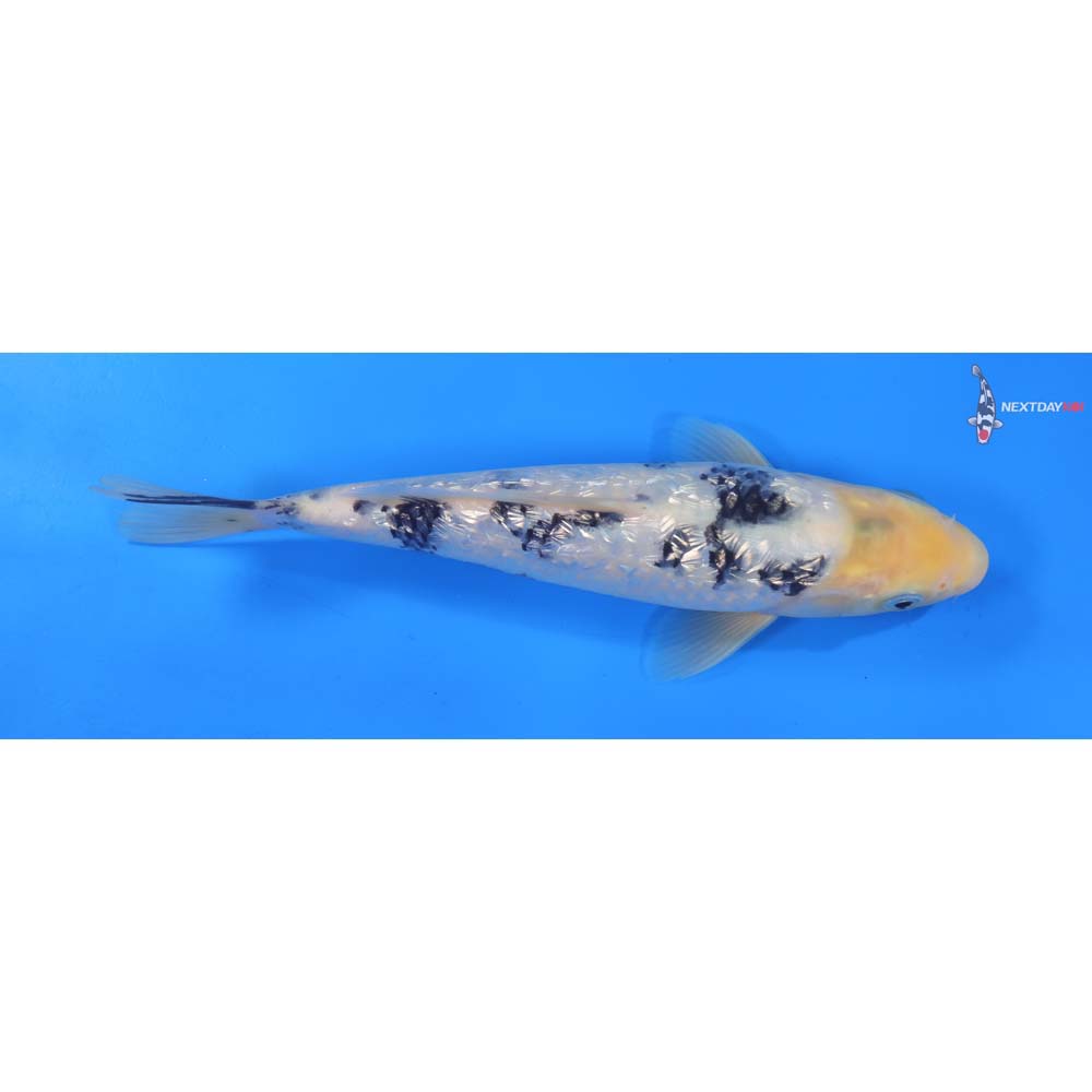 9” Imported Gin Rin Shiro Bekko