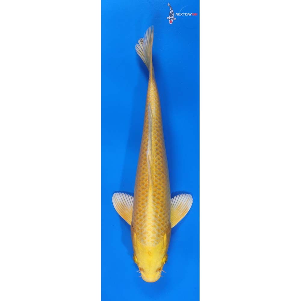 9.5” Imported Yamabuki Ogon