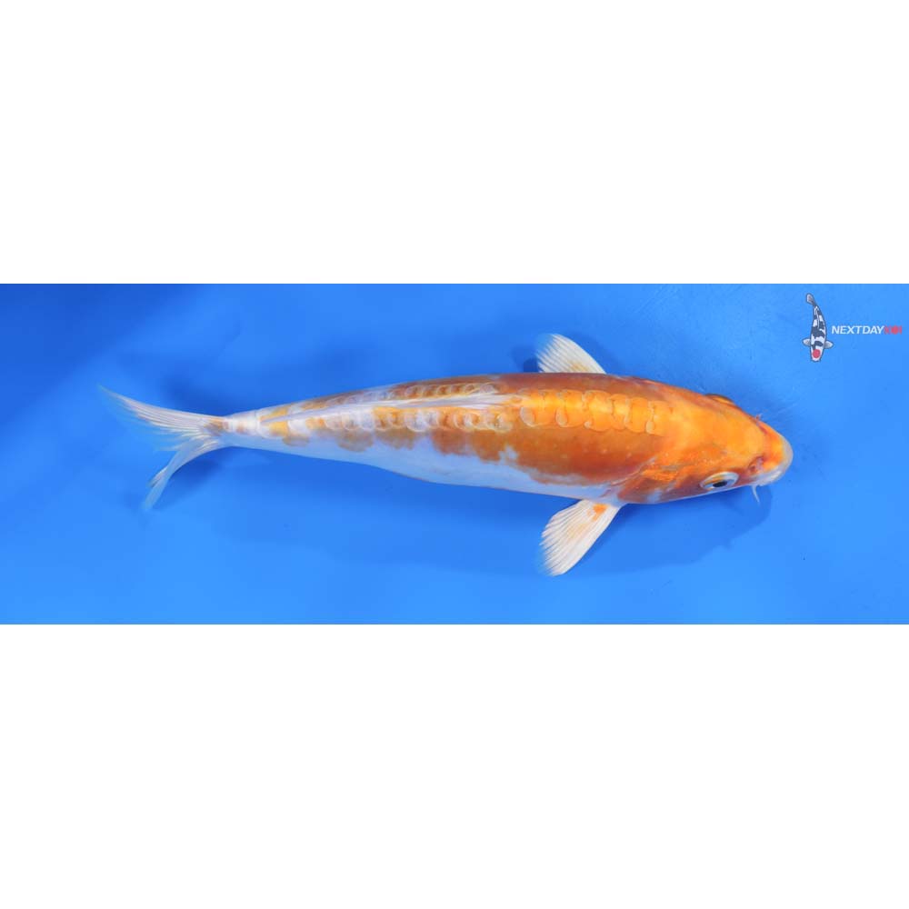 8” Imported Kikusui