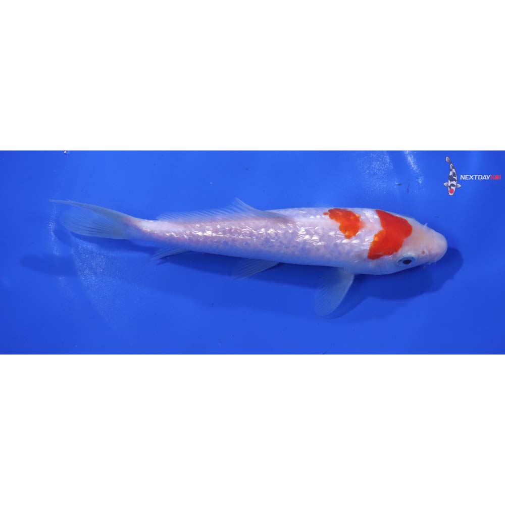 6.5” Imported Gin Rin Kohaku