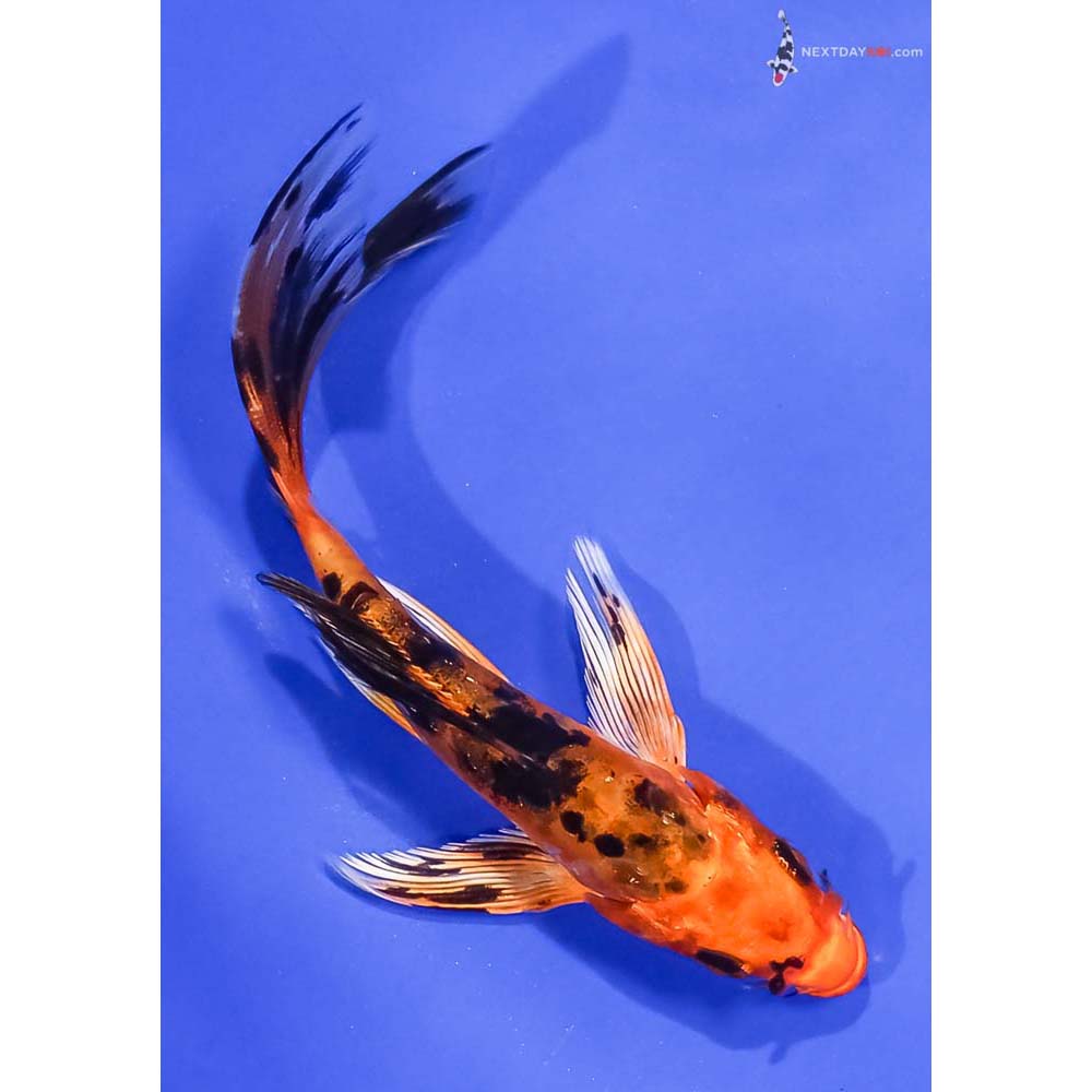 5” Imported Doitsu Kin Aka Bekko Butterfly Koi