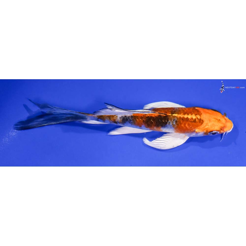 5.5” Imported Yamato Nishiki Butterfly Koi