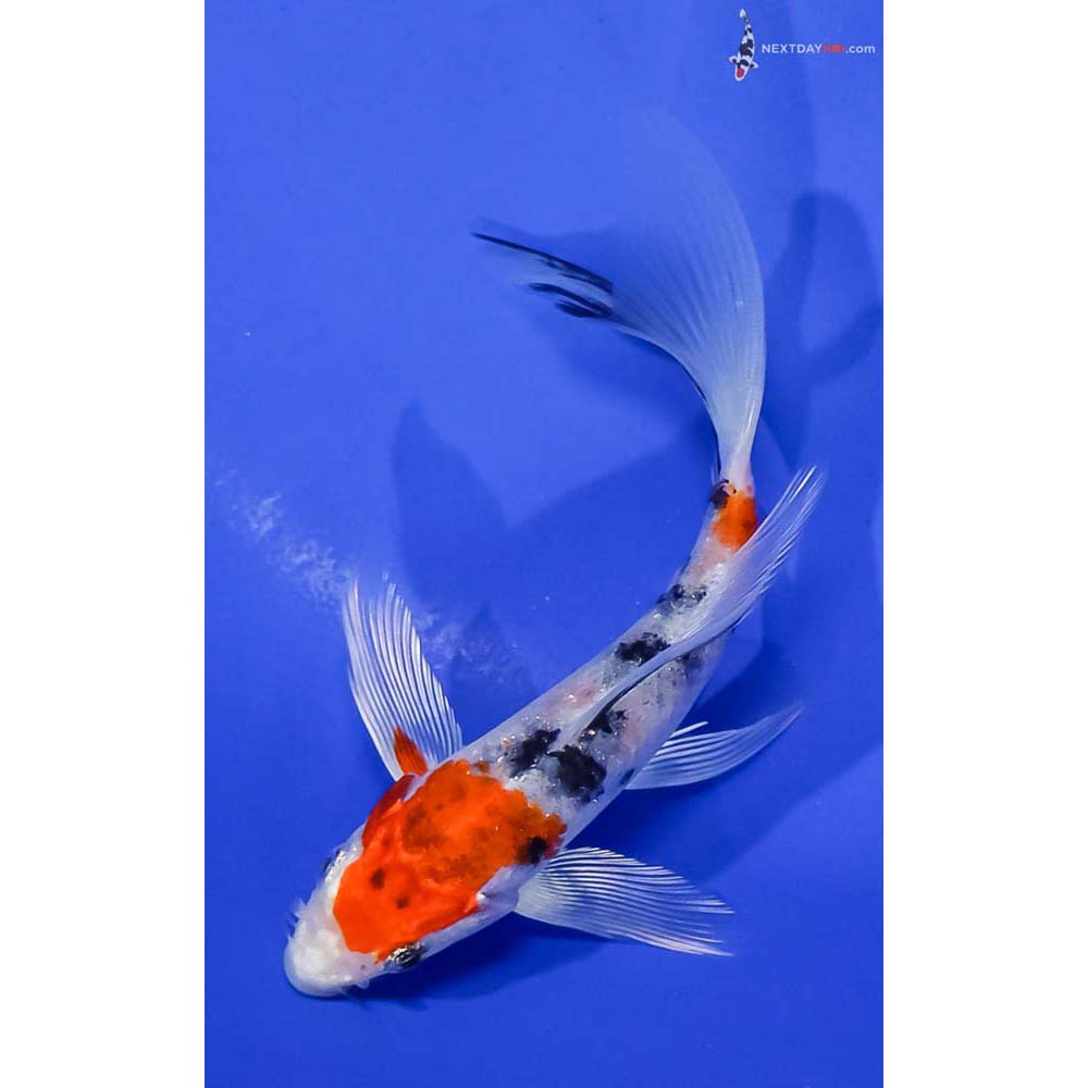 5” Imported Yamato Nishiki Butterfly Koi