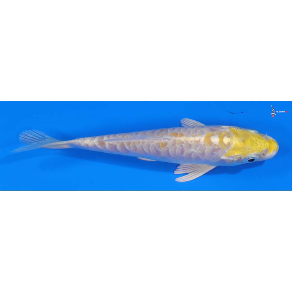 5.5” Imported Armor Scaled Lemon Hariwake