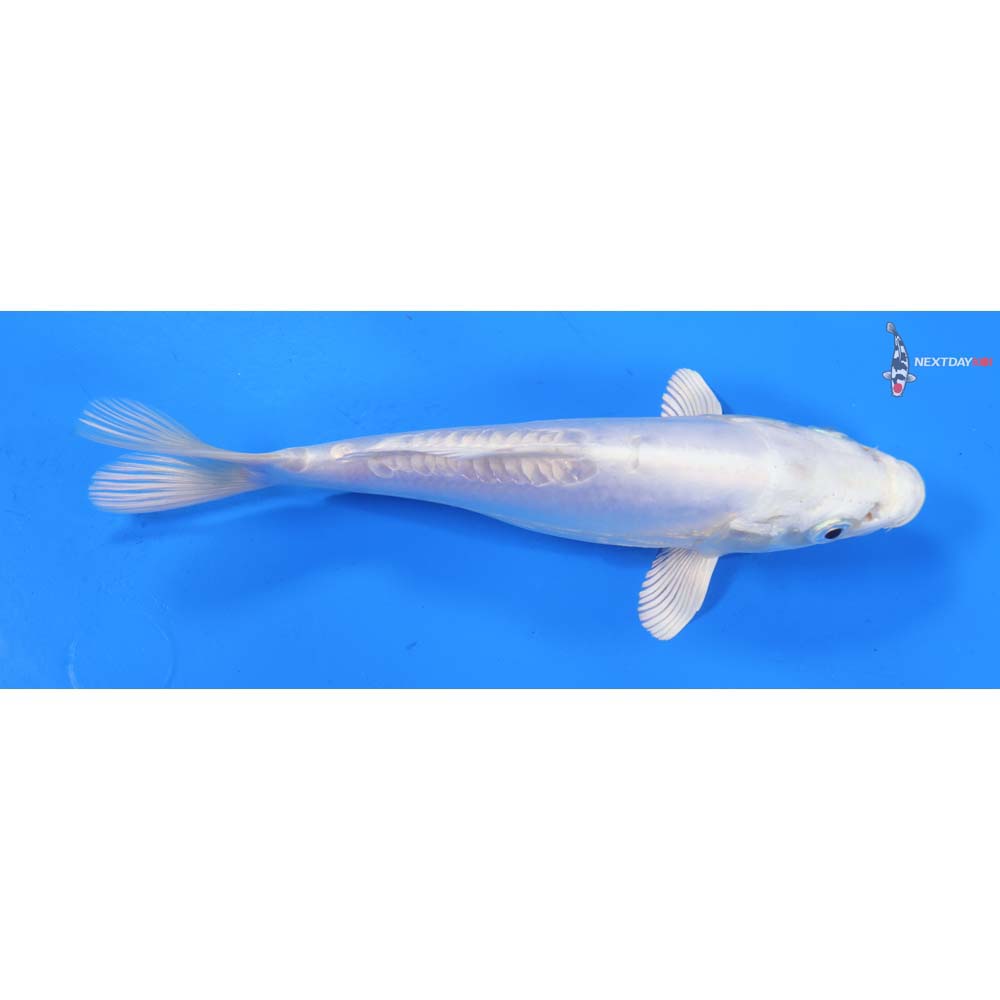 7.5” Imported Doitsu Platinum Ogon