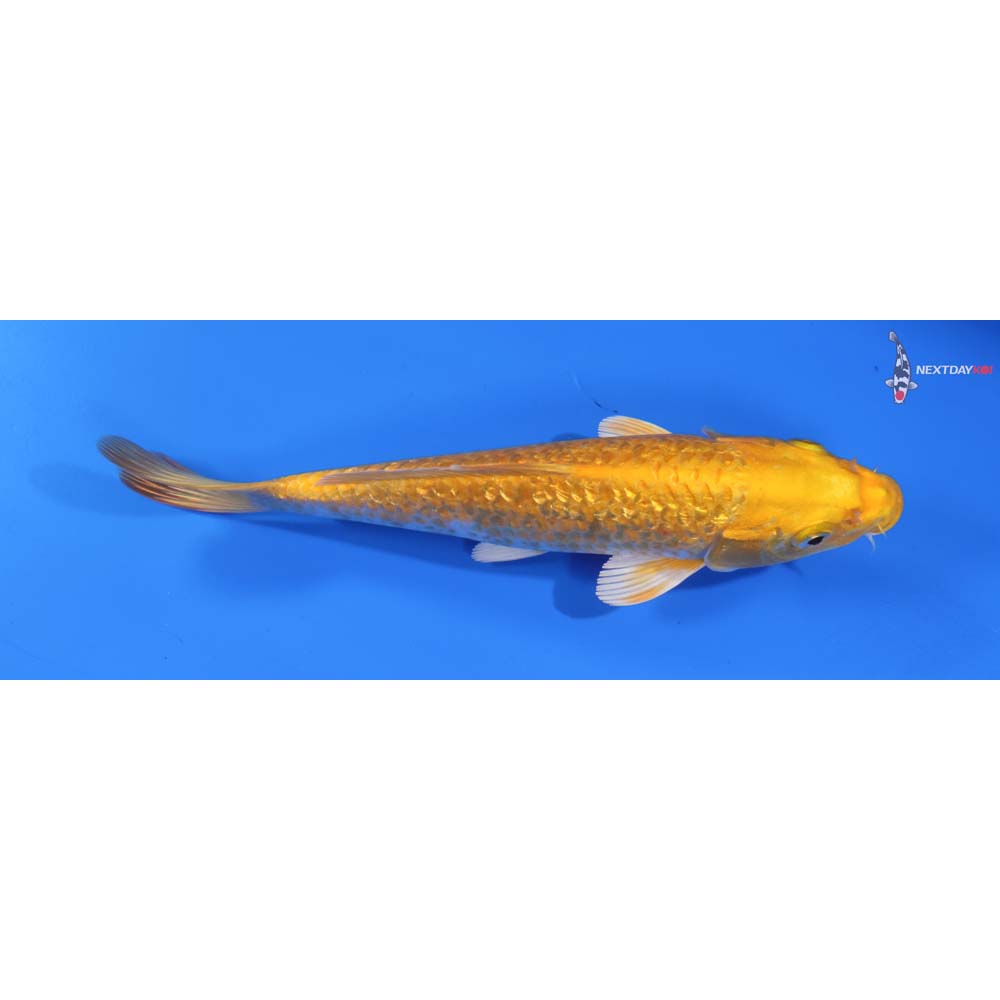 7.5” Imported Gin Rin Yamabuki Ogon