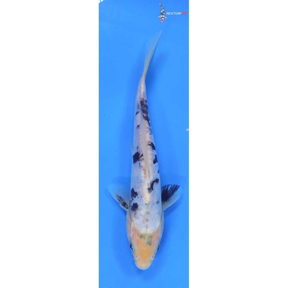 8.5” Imported Doitsu Shiro Bekko