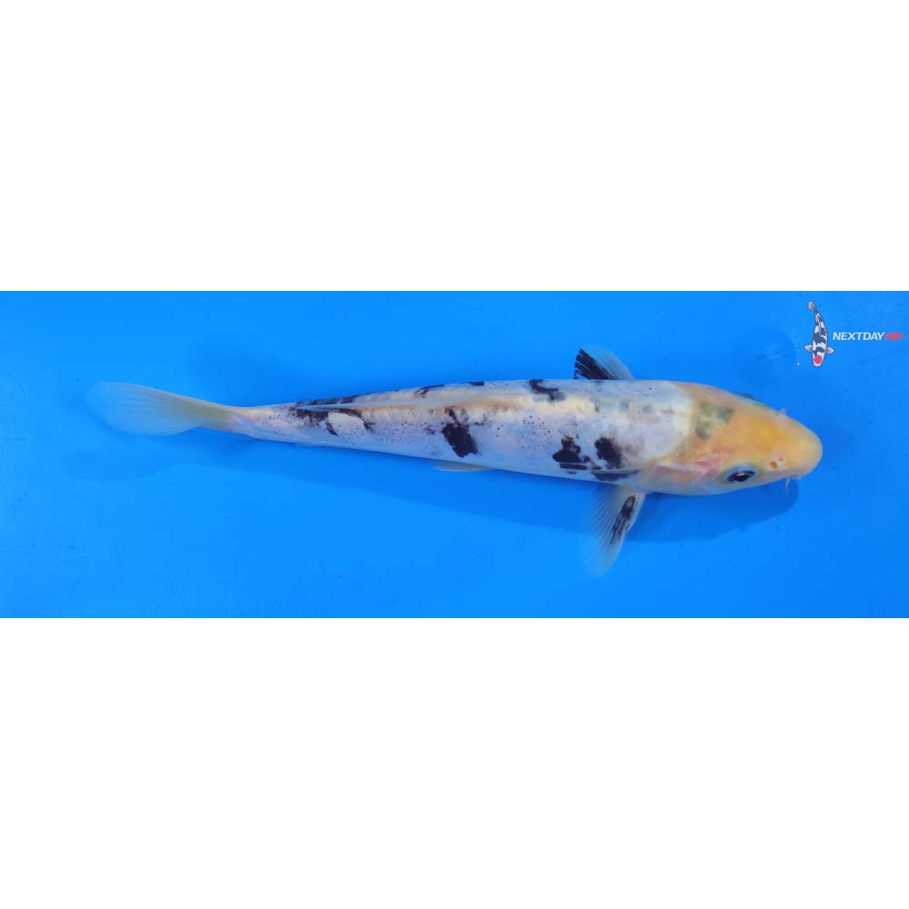 8.5” Imported Doitsu Shiro Bekko