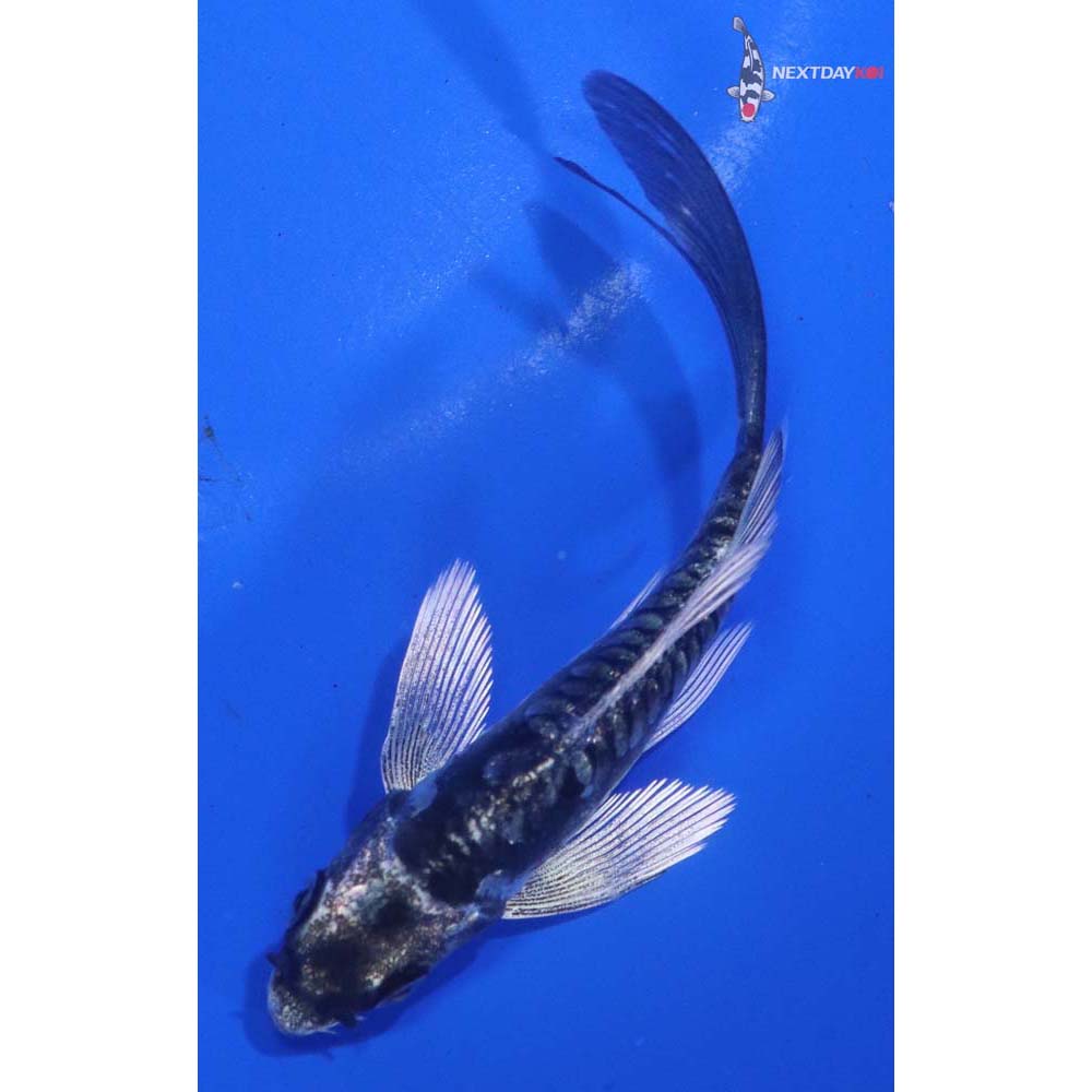 3.5” Imported Kikokuryu Butterfly Koi