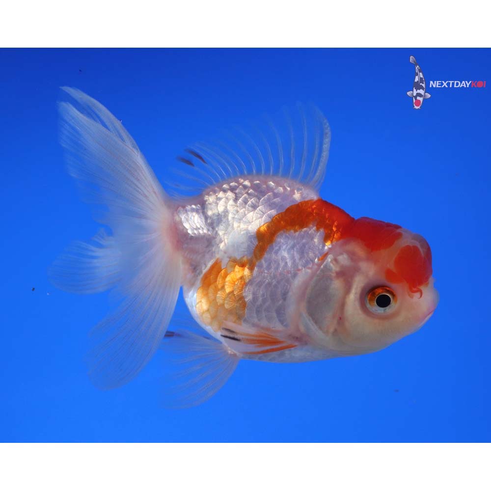 3.5” Imported Red and White Oranda