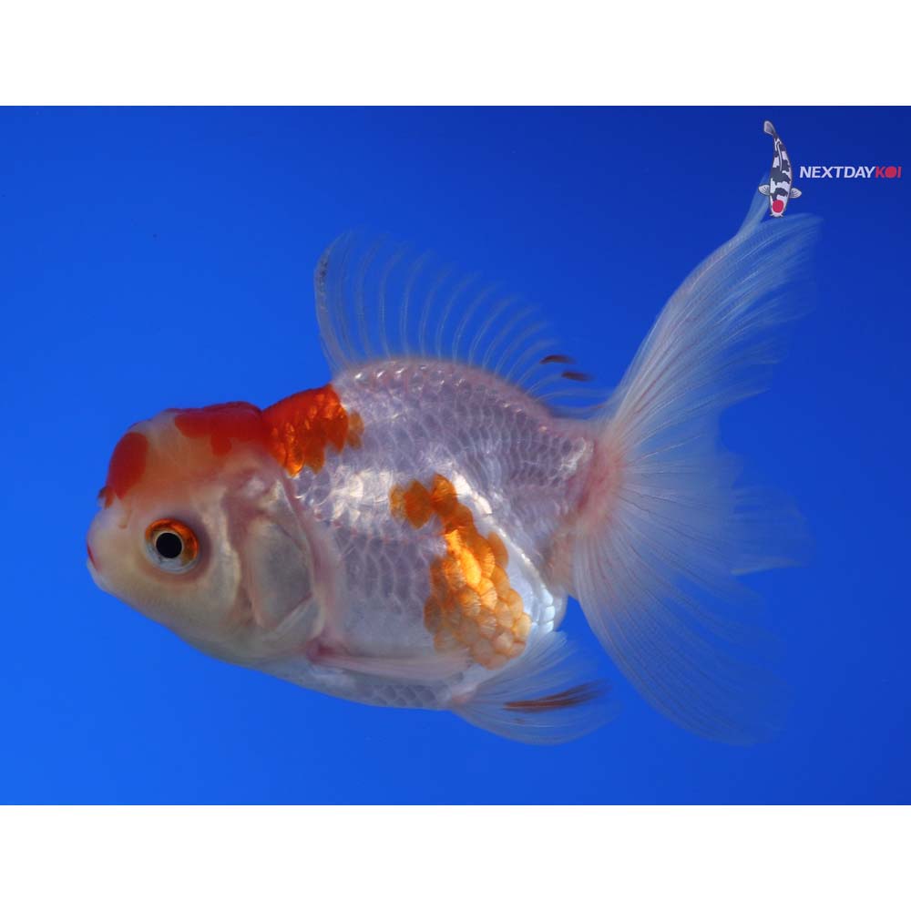 3.5” Imported Red and White Oranda