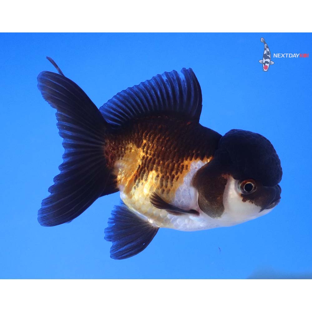 3.5” Imported Tri Color Oranda