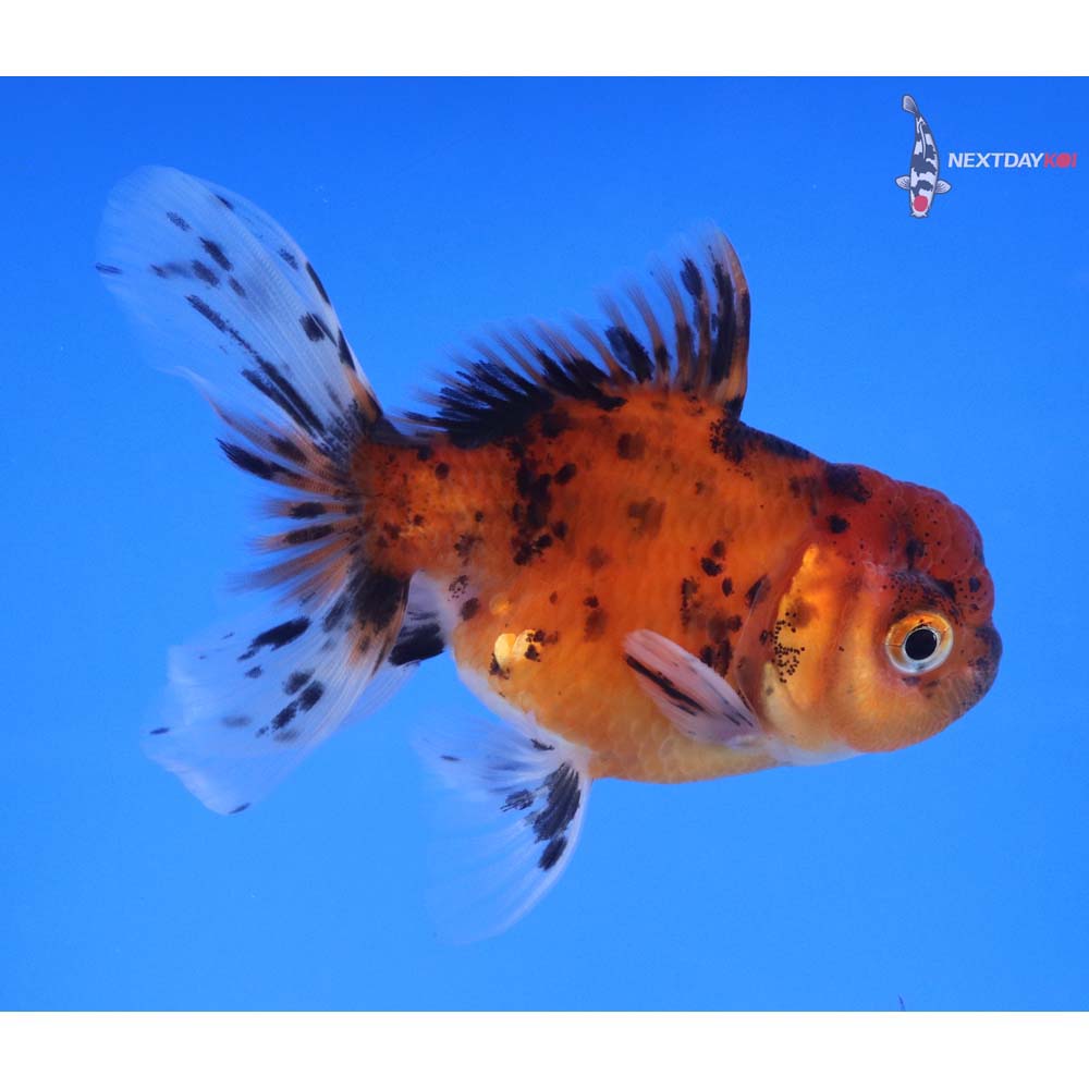 3.5” Imported Male Calico Oranda