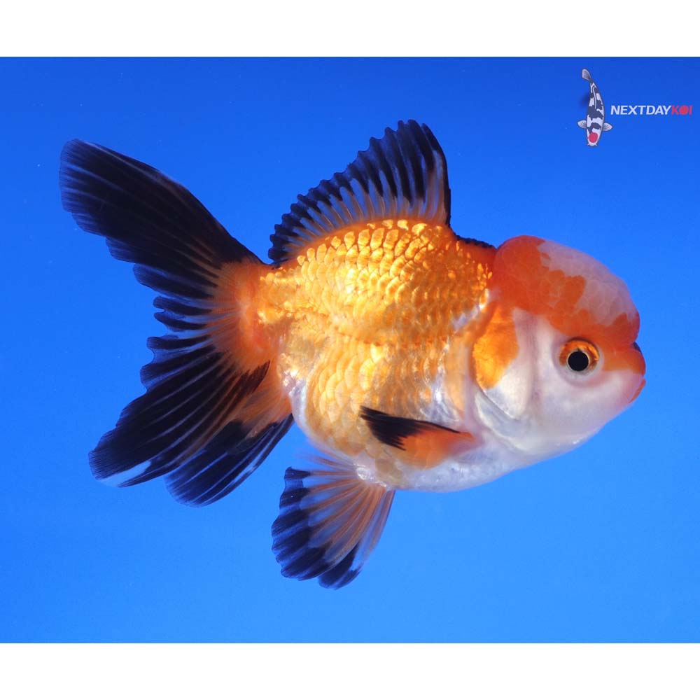 3.5” Imported Tri Color Oranda