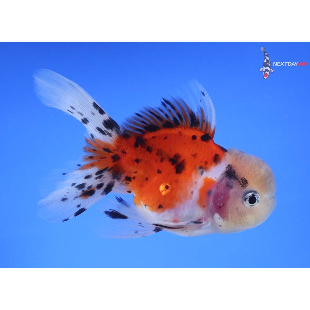 4” Imported Male Calico Oranda