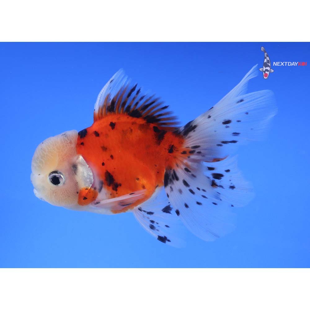 4” Imported Male Calico Oranda