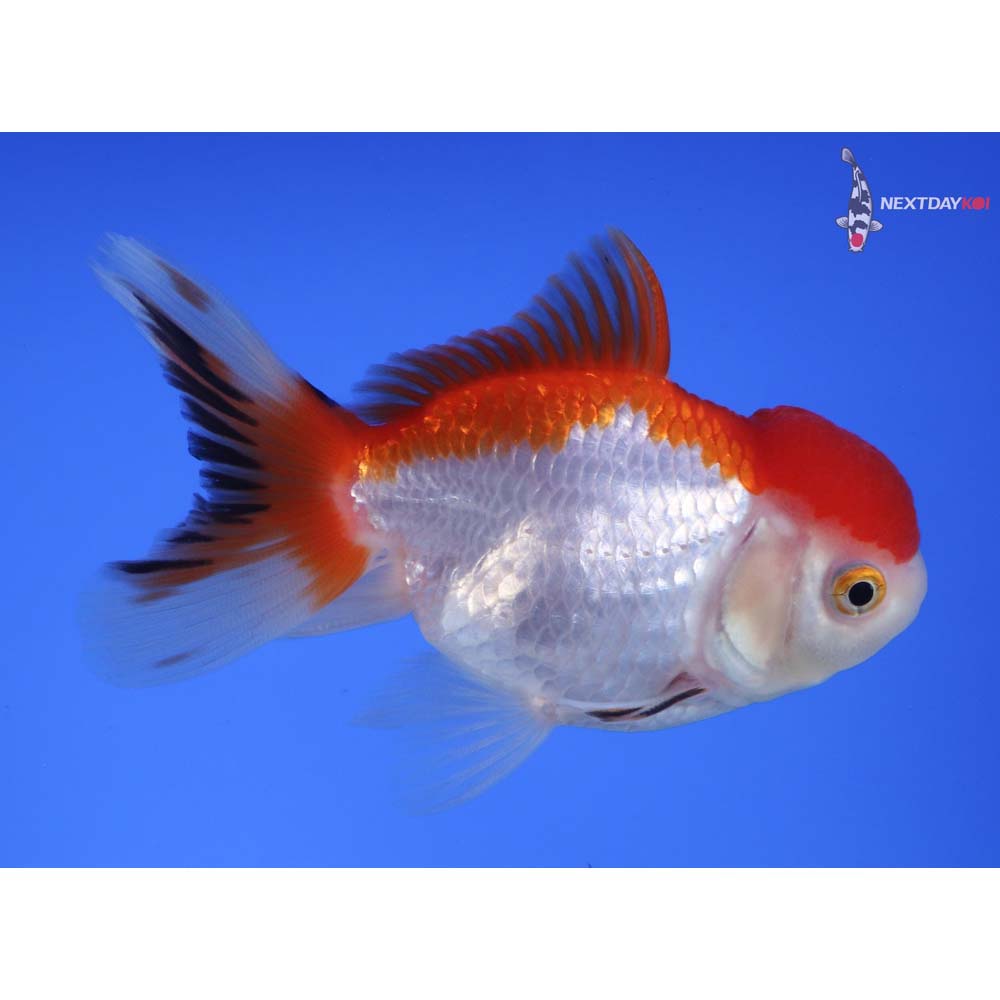 4” Imported Red and White Oranda
